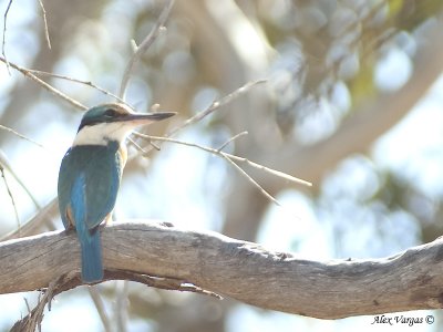 Sacred Kingfisher 6