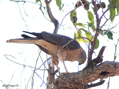 Brown Goshawk - female 3