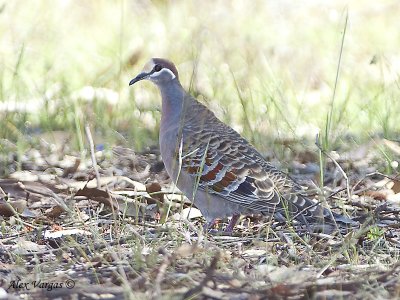 Common Bronzewing 2