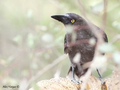 Grey Currawong 3