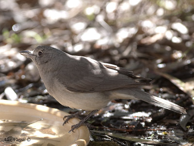 Grey Shrike-thrush 2