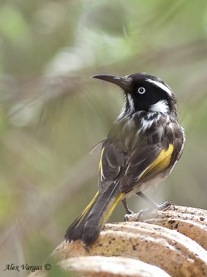 New Holland Honeyeater 4