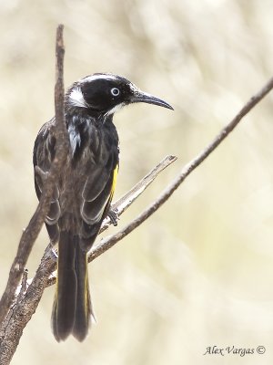 New Holland Honeyeater 8