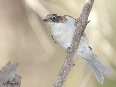 White-naped Honeyeater - juvenile