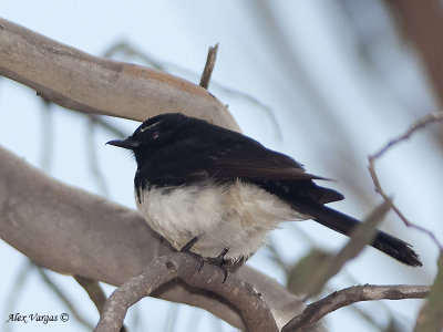 Willie Wagtail - 2