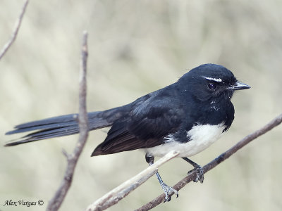 Willie Wagtail