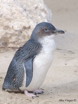 Little Penguin