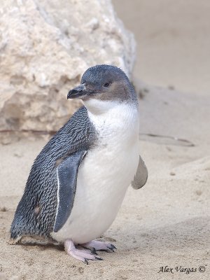 Little Penguin 3