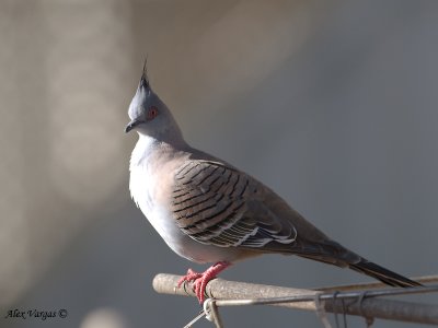 Crested Pigeon - on the feeder