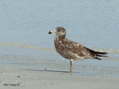 Pacific Gull - juvenile 3