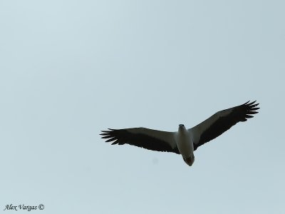 White-bellied Sea-Eagle 2