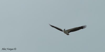 White-bellied Sea-Eagle 3