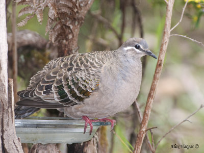 Common Bronzewing - female 2