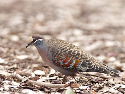 Common Bronzewing - male