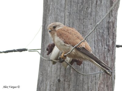 Nankeen Kestrel - female 2