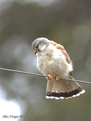 Nankeen Kestrel - male 2