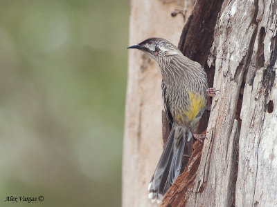 Red Wattlebird