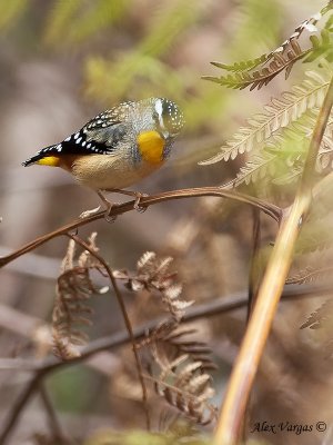 Spotted Pardalote - 5