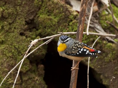 Spotted Pardalote -3