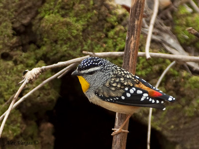 Spotted Pardalote - 4