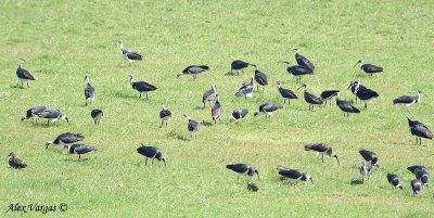 Straw-necked Ibis 6