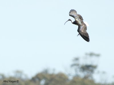 Straw-necked Ibis 2