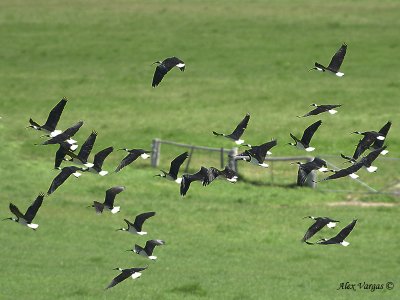 Straw-necked Ibis 5