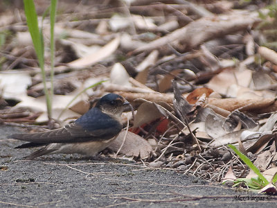 Tree Martin - mom