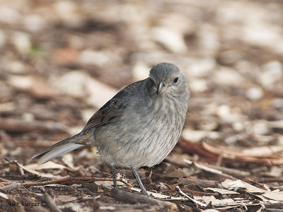 Grey Shrike-thrush - juvenile 2