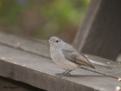 Grey Shrike-thrush - juvenile 4