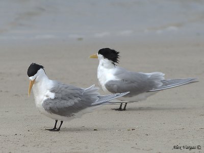 Crested Tern 2