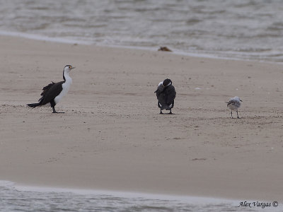 Pied Cormorant 2