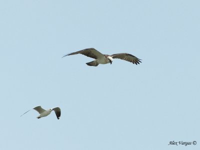Silver Gull chases Osprey