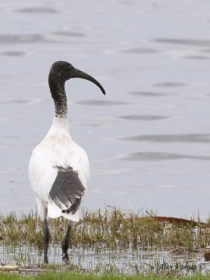 Australian White Ibis 3