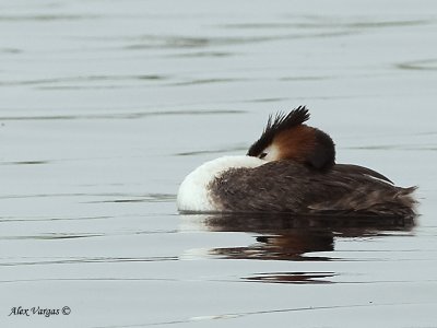 Great-crested Grebe 2