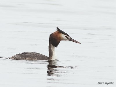 Great-crested Grebe