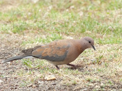 Laughing Turtle Dove 2
