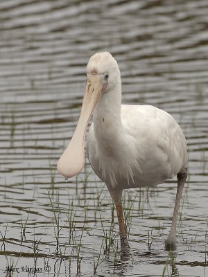 Yellow-billed Spoonbill 5