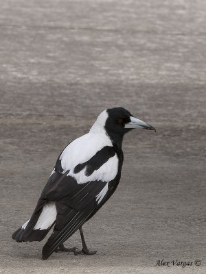 Australian Magpie 4