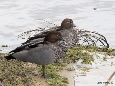 Australian Wood Duck - pair 3