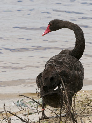 Black Swan 4
