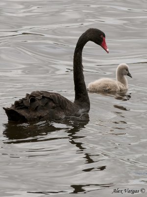 Black Swan 5