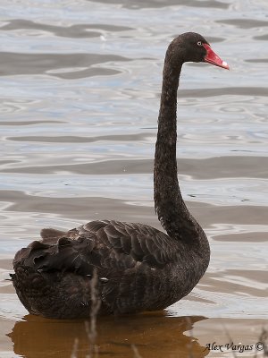 Black Swan 6