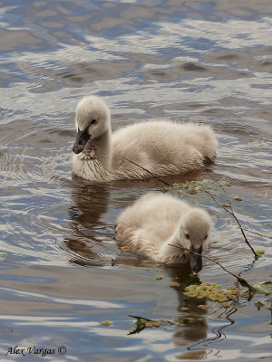 Black Swan - chicks