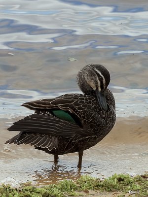 Pacific Black Duck - preening