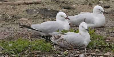 Silver Gull - resting