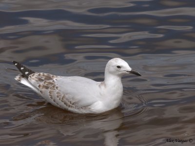 Silver Gull - juvenile