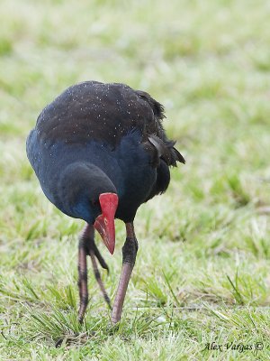 Purple Swamphen 2