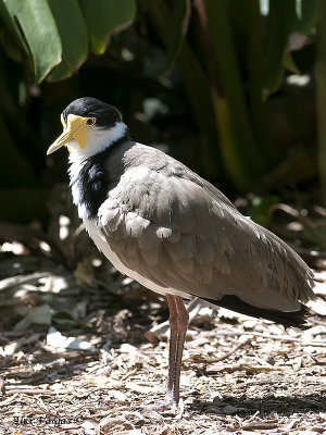 Masked Lapwing 3