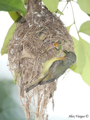 Ruby-cheeked Sunbird - female feeding  -- 2009